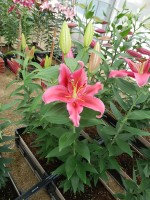 [5557 Po60 Peter Schenk No01.JPG]